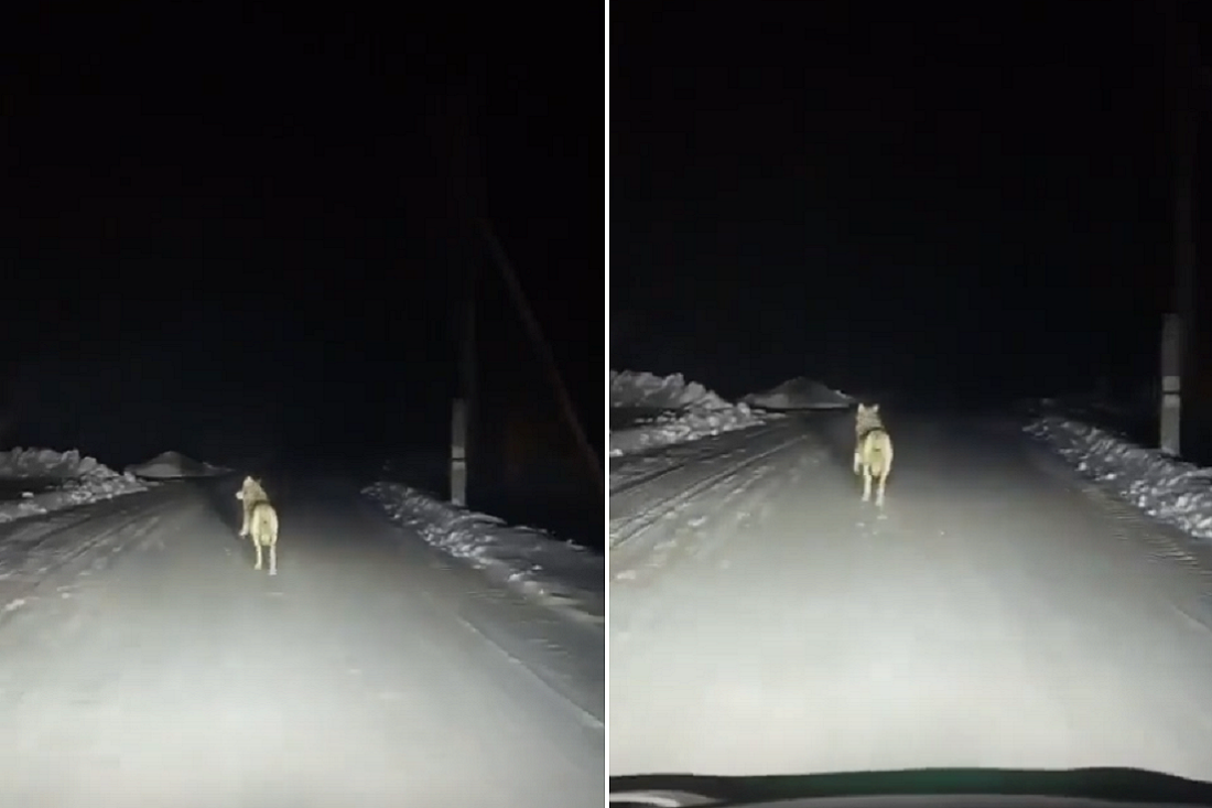 Вышедшие к домам волки устроили переполох в Новосибирской области