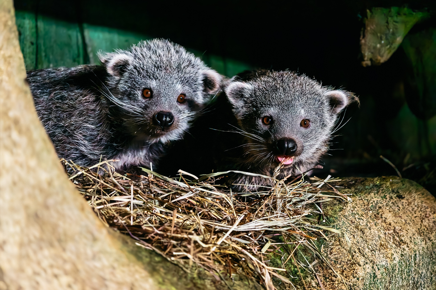 «Настоящие непоседы»: трое бинтуронгов родились в Новосибирском зоопарке