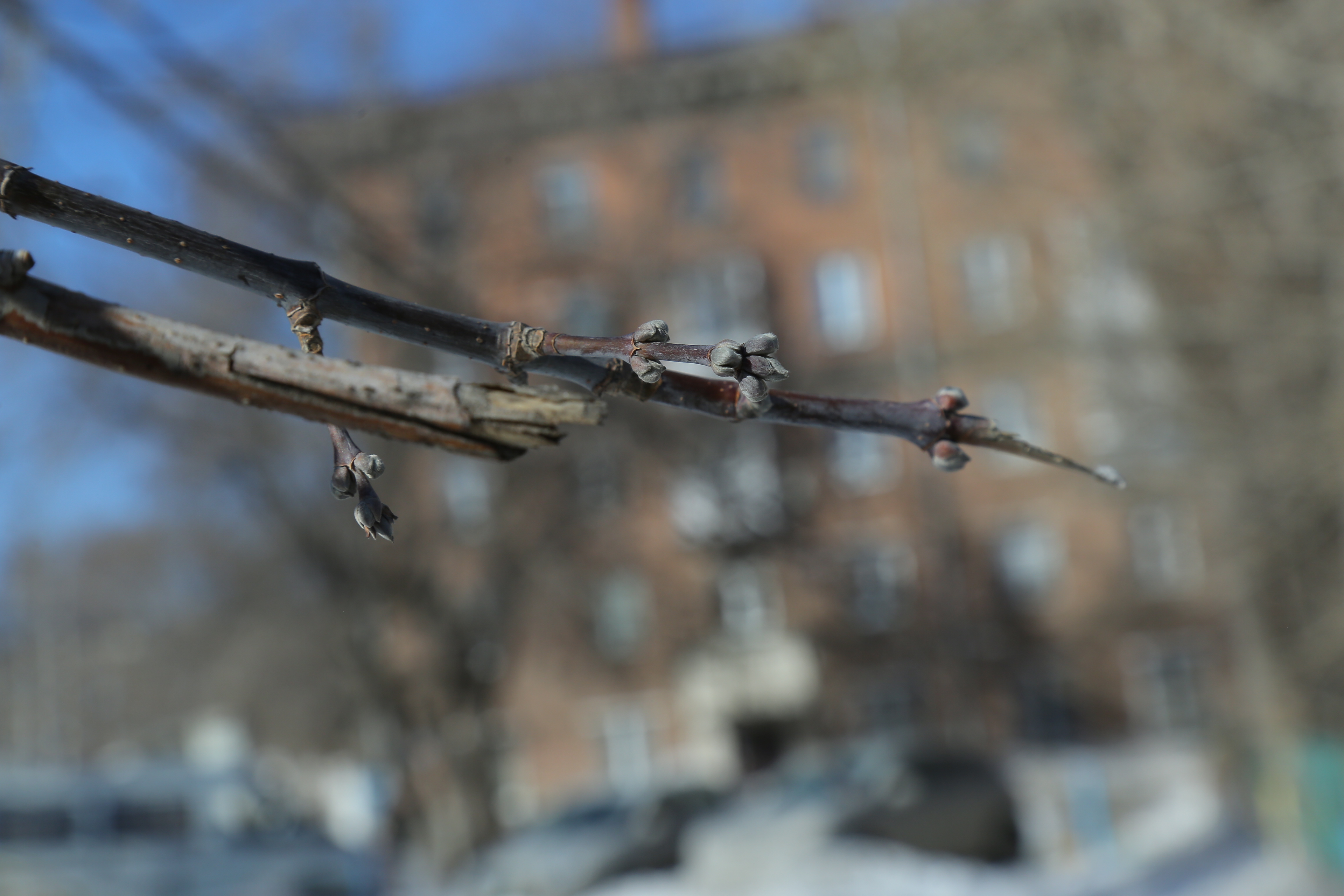 Тепло до +5 градусов прогнозируют новосибирцам на этой неделе