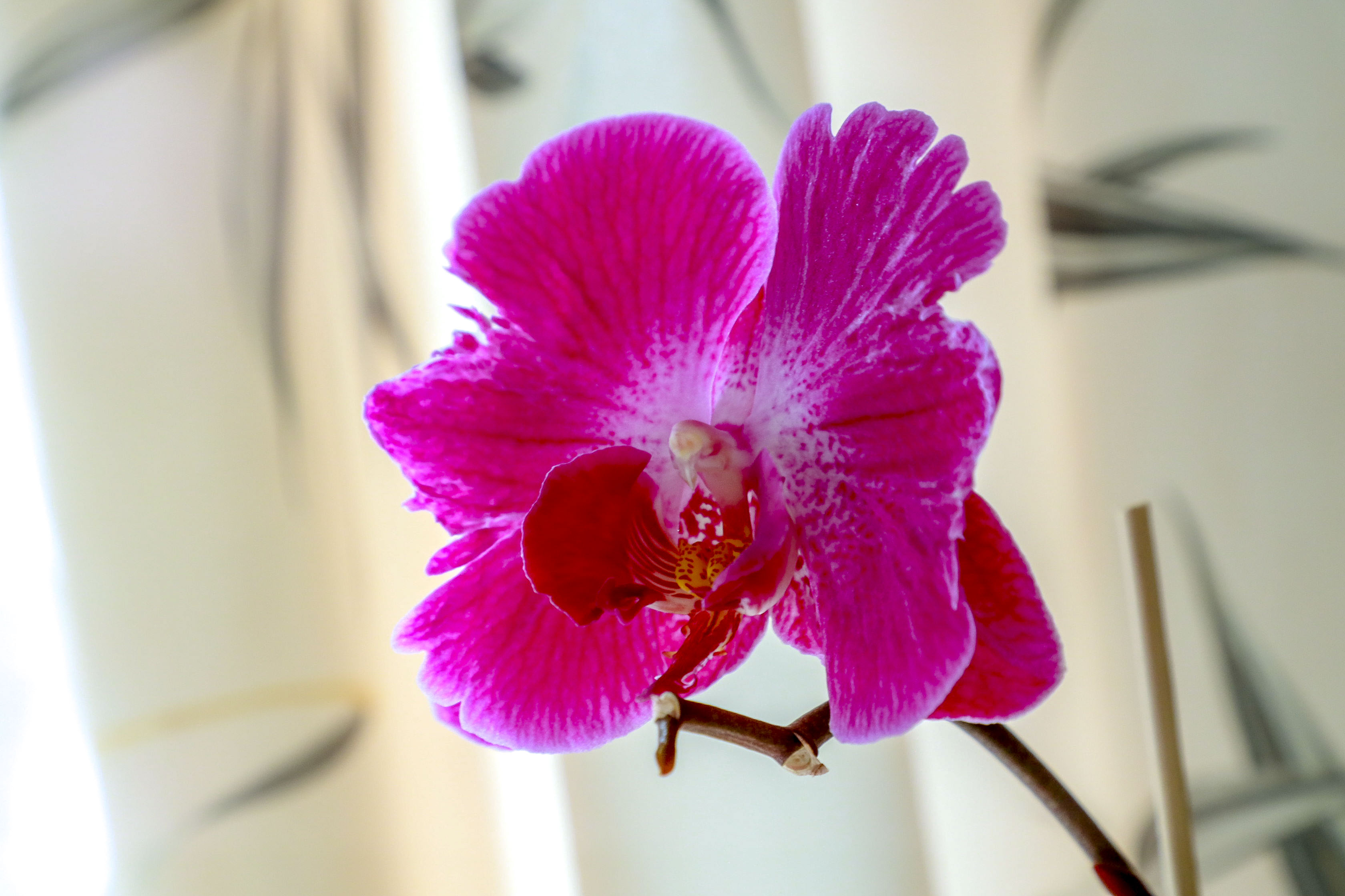 «Фата невесты» на лето: редкими цветами радует «Дачная академия»