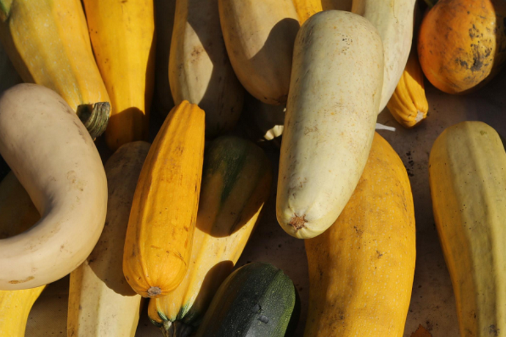 Иностранцы распробовали кабачковую икру из Сибири