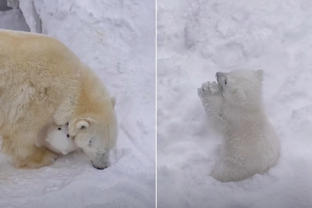 Белый медвежонок родился в Новосибирском зоопарке