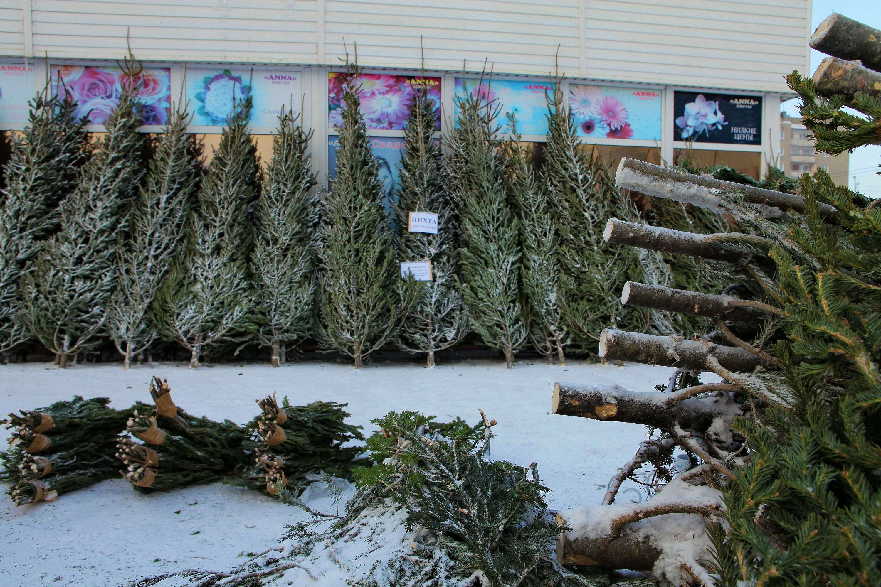 Где можно купить новогоднюю ёлку в Советском районе: список адресов