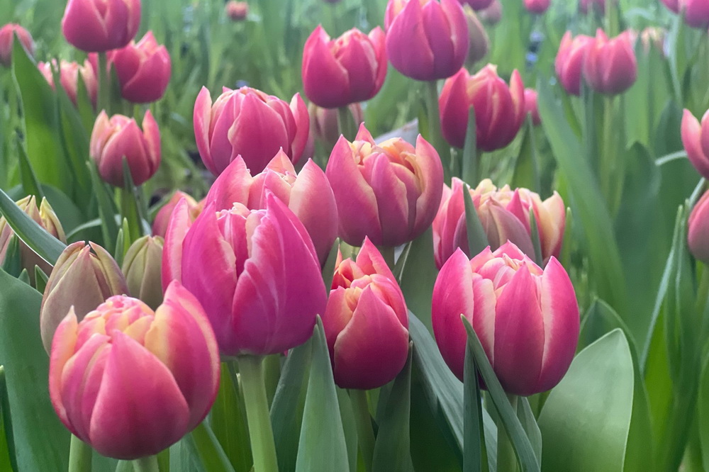 Мир роботов, тюльпановый рай и перформанс балерин: лучшие видео 2025 года