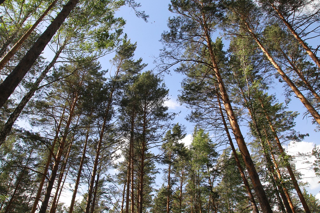 В Новосибирске создадут новое муниципальное учреждение «Лесхоз»