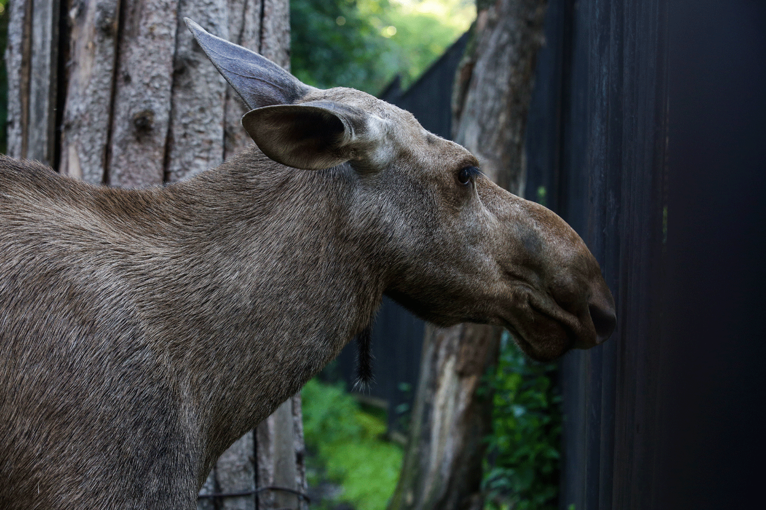 Поголовье лосей растёт в Новосибирской области