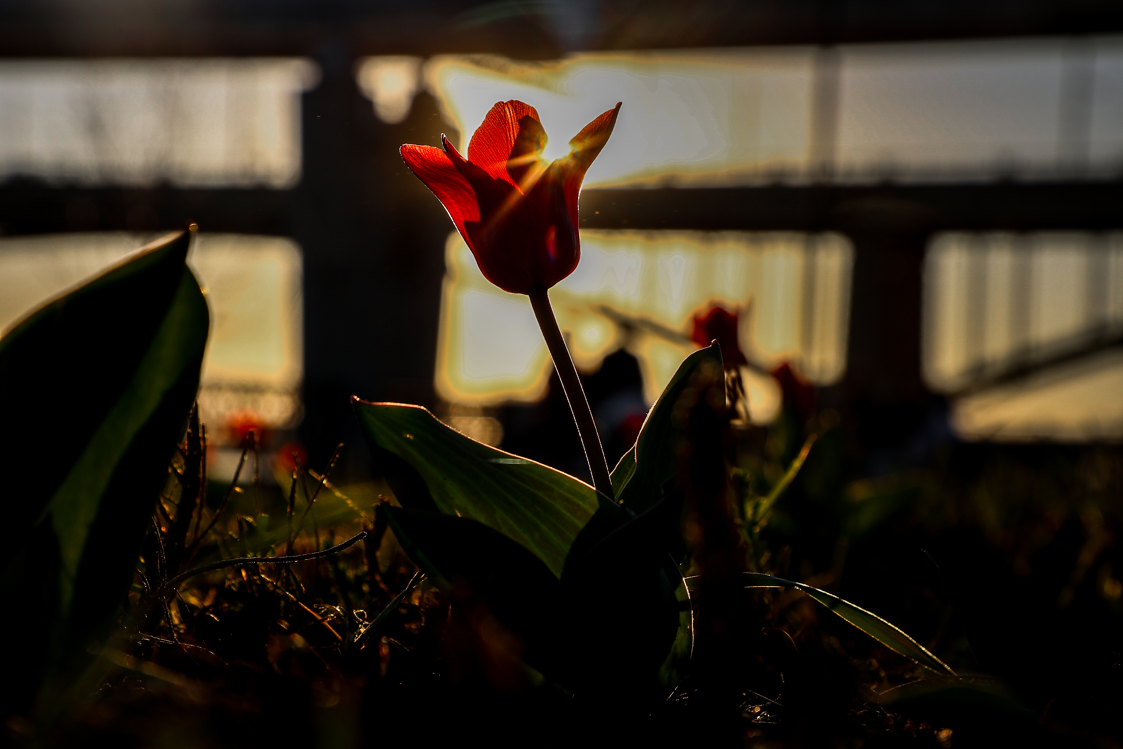 Весна на Михайловской набережной: тюльпаны зацвели в Новосибирске