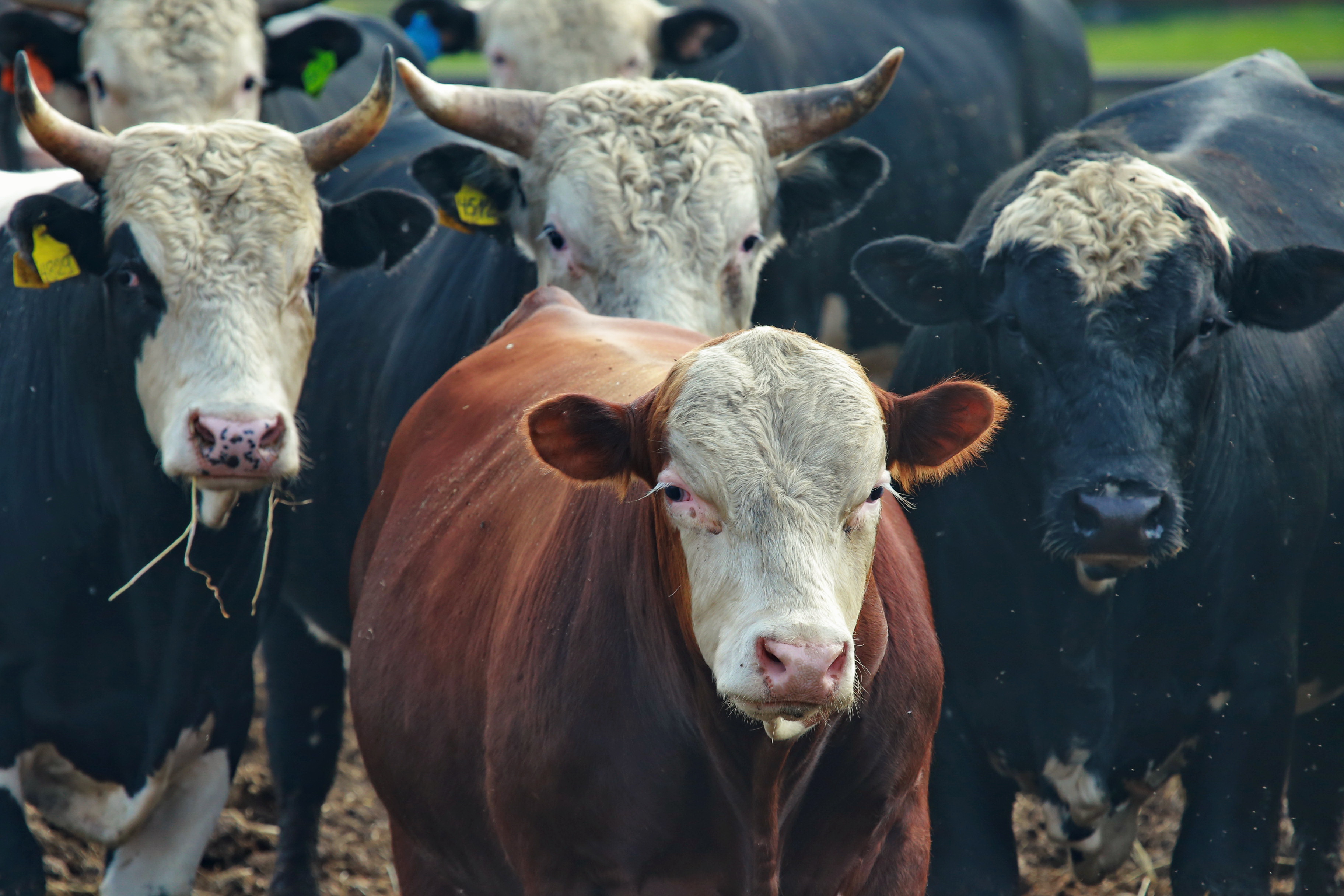В Новосибирской области не выявлены новые случаи пастереллёза
