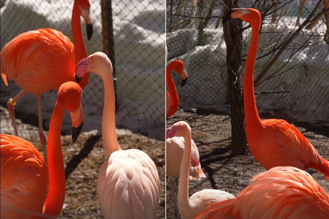 Фламинго начали выходить на прогулки в новосибирском зоопарке