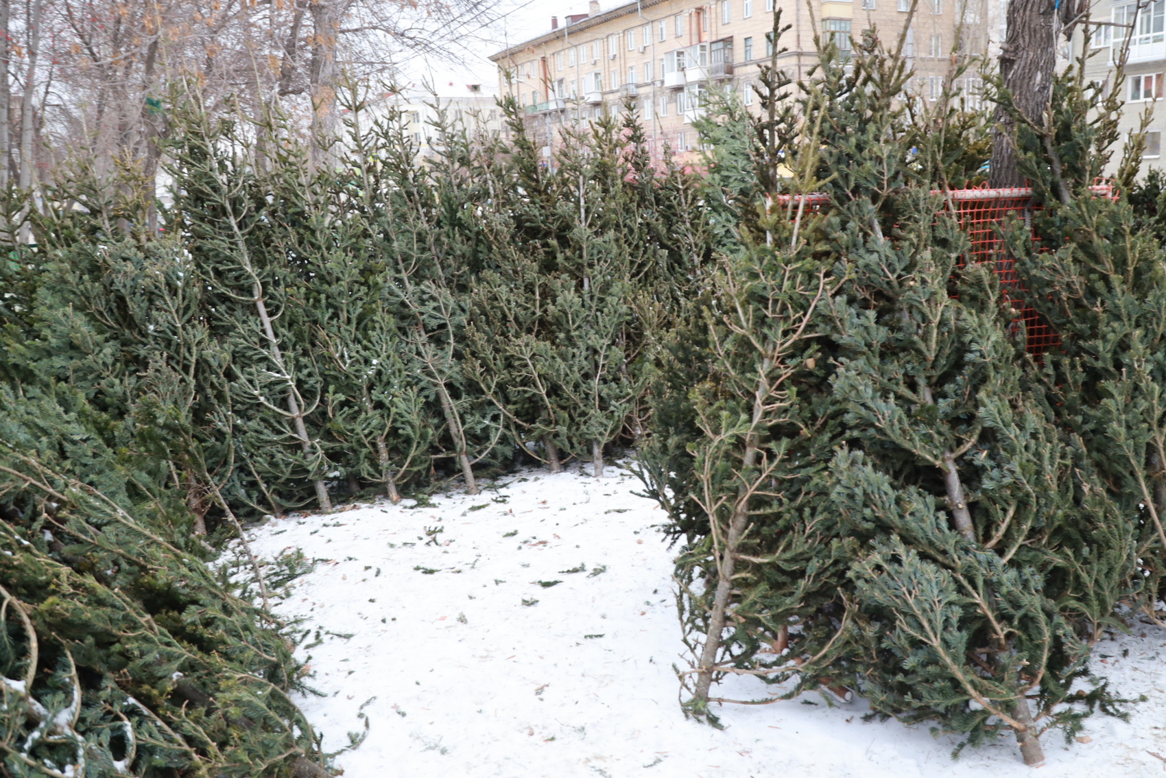 Как провезти ёлку в электричке — ответ Западно-Сибирской железной дороги
