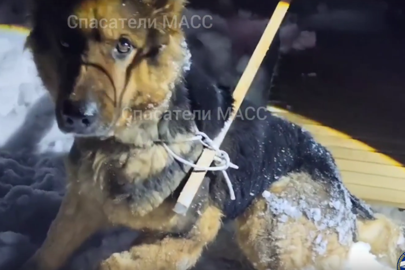 Спасатели вызволили собаку из капкана в Заельцовском бору Новосибирска