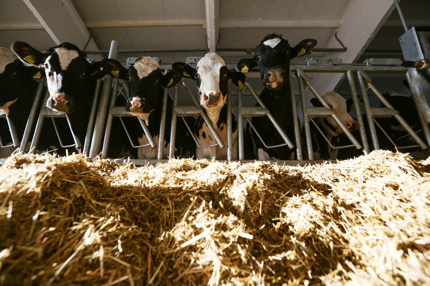 Данкверт пообещал в ближайшие дни закончить изъятие скота в Сибири