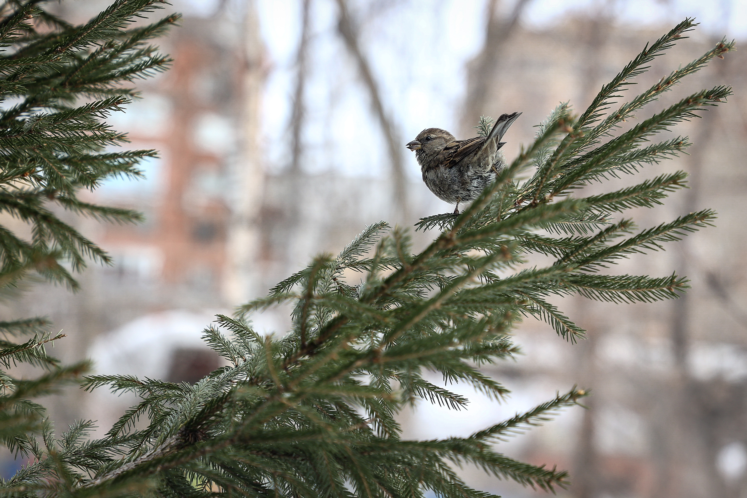 Тепло до +13 градусов обещают новосибирцам на предстоящей неделе