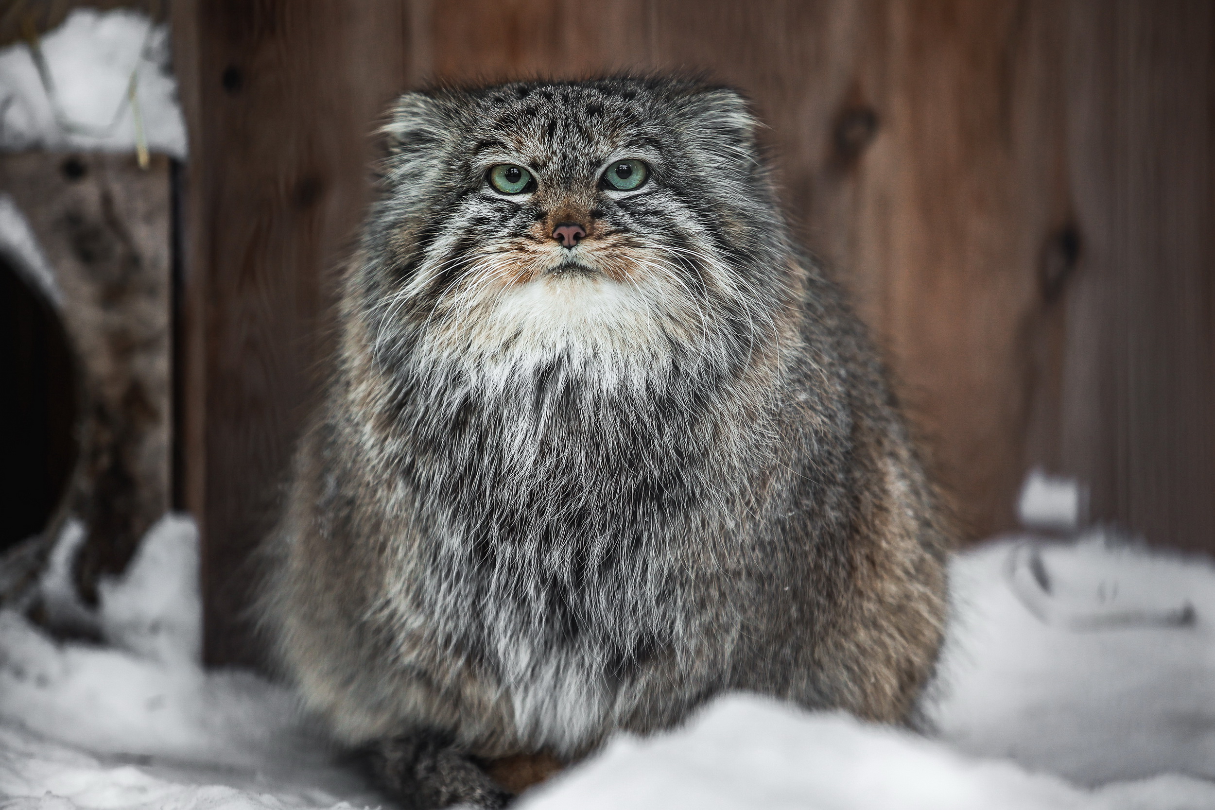 «Зажировку» внесли в словарь благодаря манулу из Новосибирска