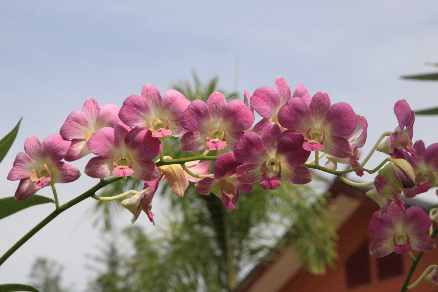 Тепличный комплекс для орхидей построят в Новосибирской области