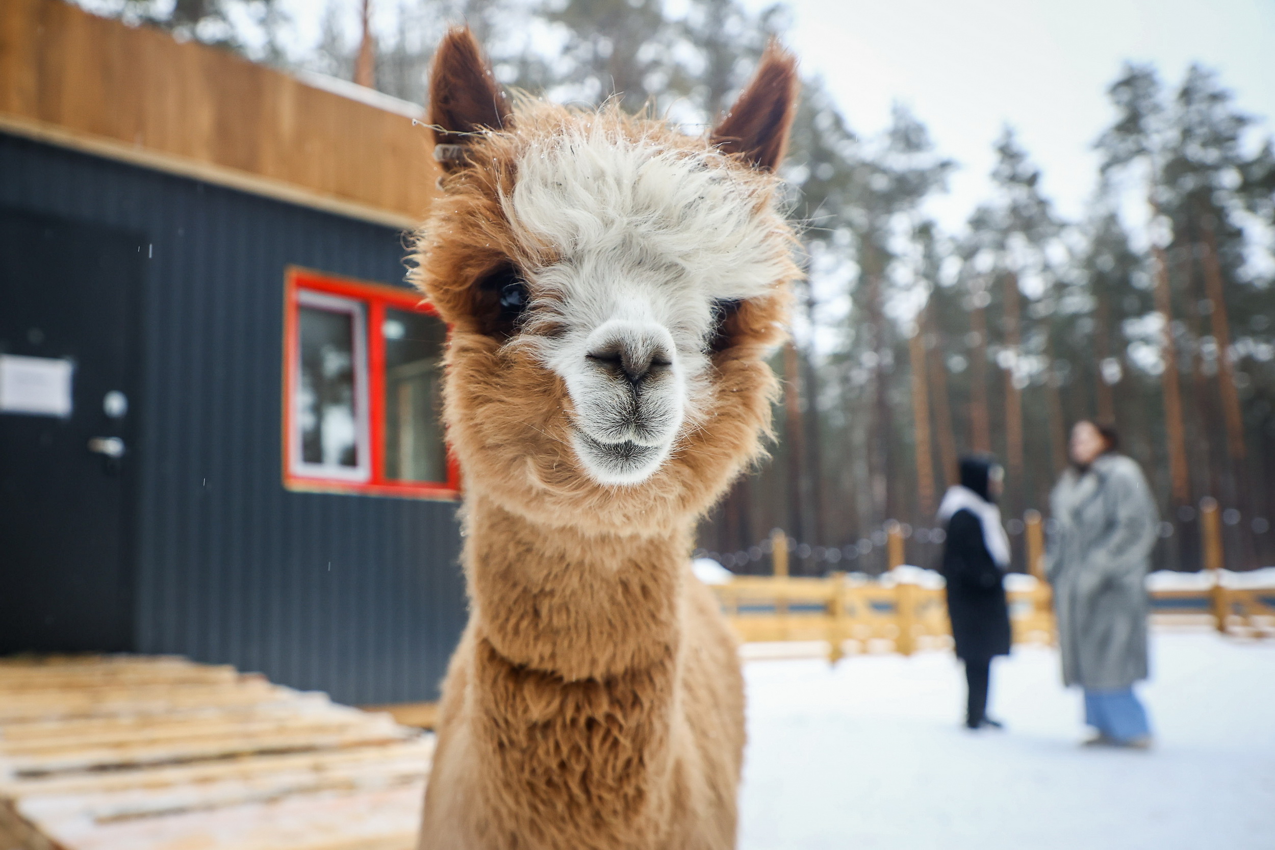 Пушистая любовь-морковь: где зарядиться счастьем от альпак в Новосибирске