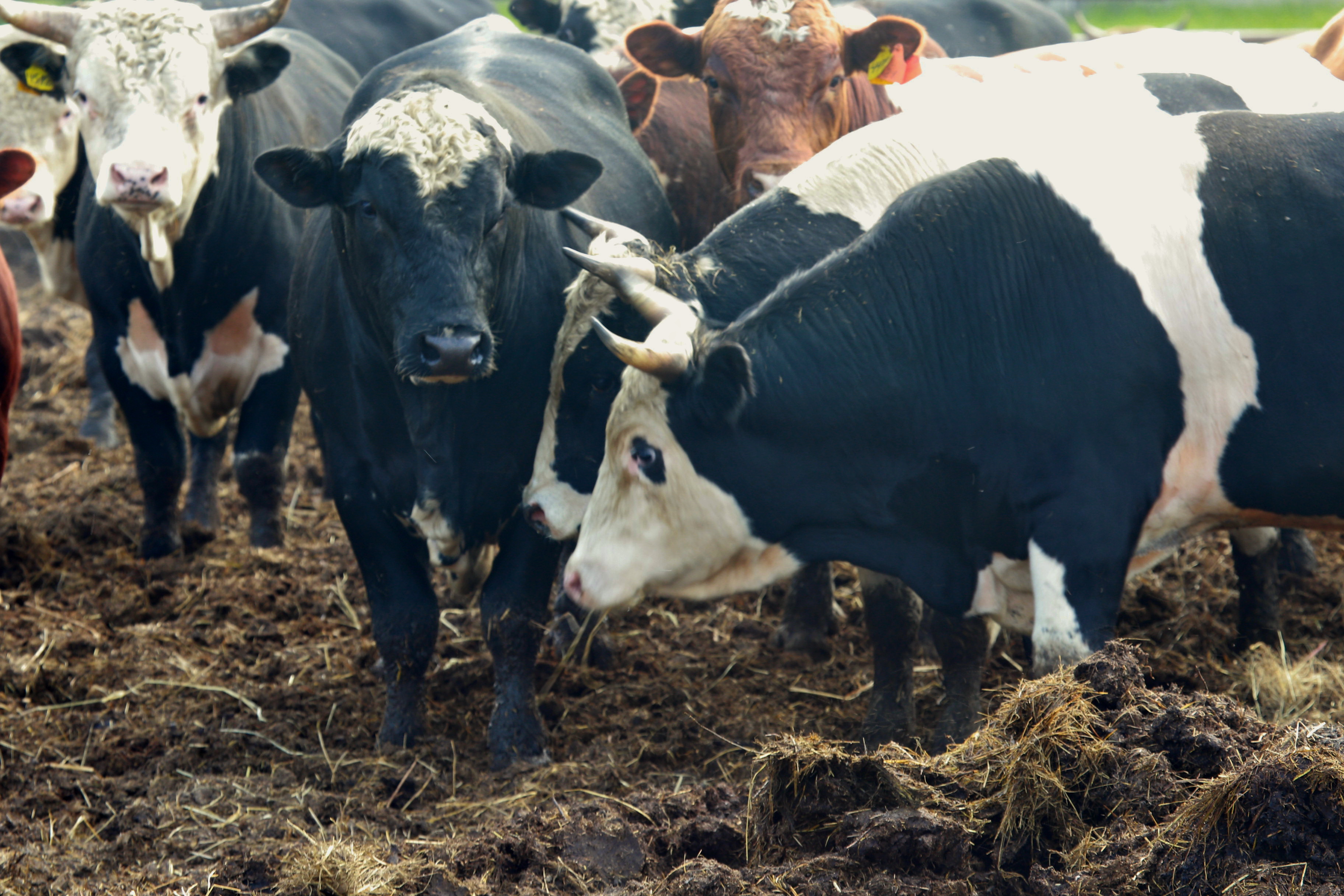 39 семьям начислили компенсации за изъятый скот в Новосибирской области