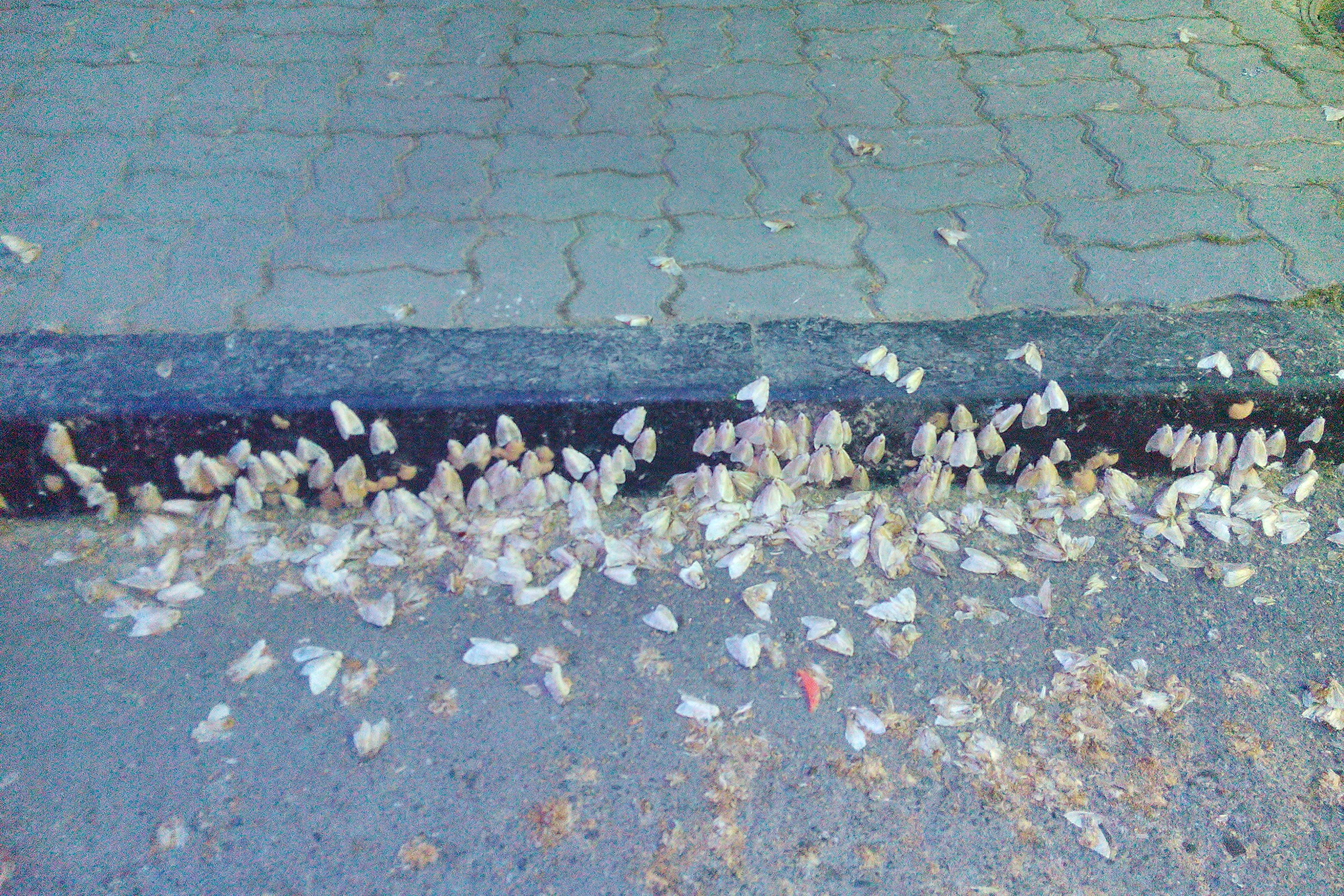 Эффективный метод борьбы с шелкопрядом придумали биологи из Новосибирска