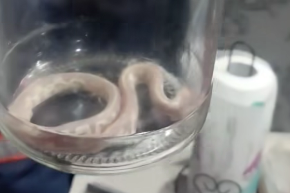 Экзотический питон-альбинос заполз на чужую кухню под Новосибирском