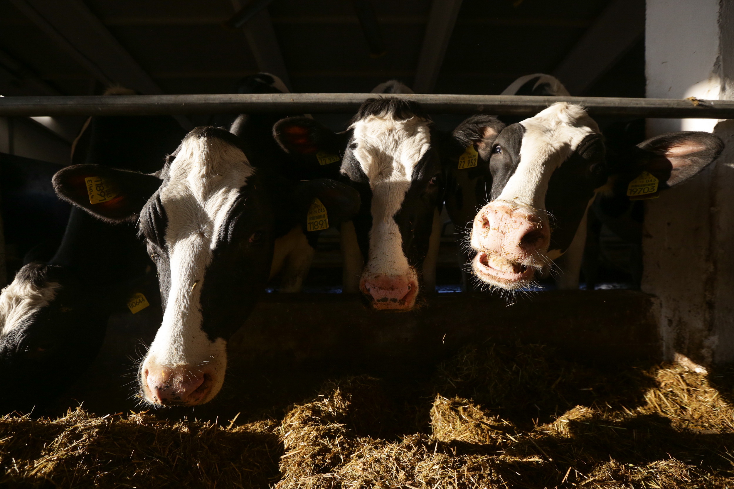 Дефицита говядины в Новосибирске не будет — региональный минсельхоз