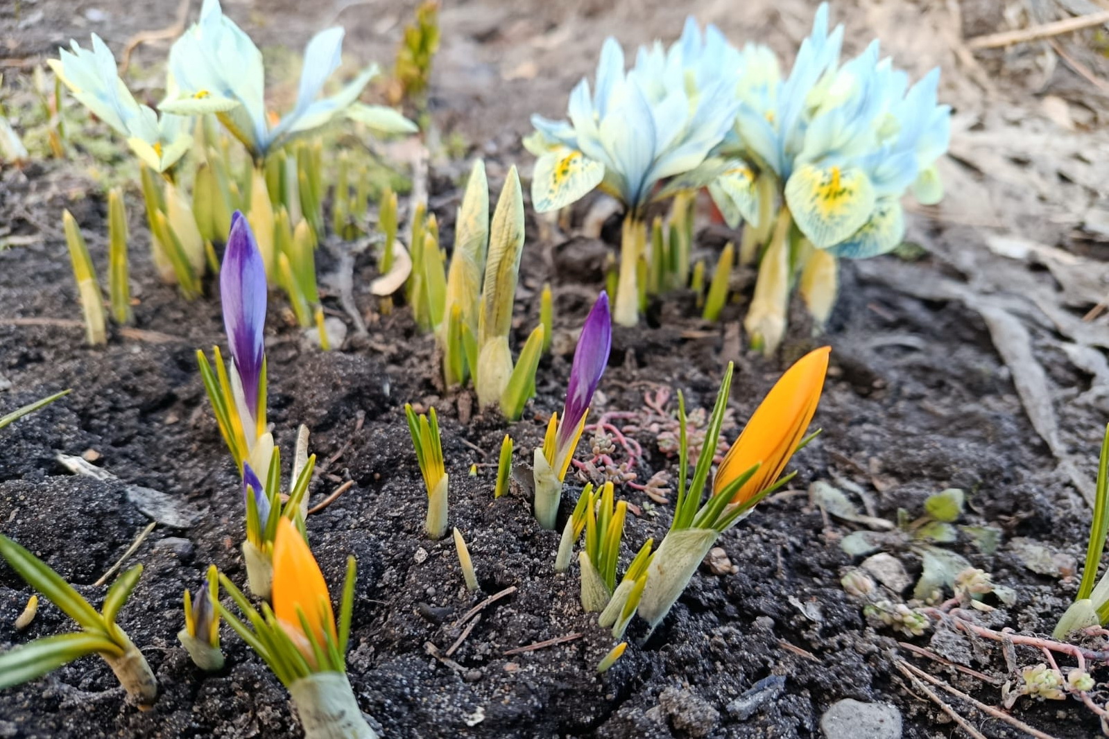 Дачные первенцы: крокусы и ирисы расцвели на грядках новосибирцев