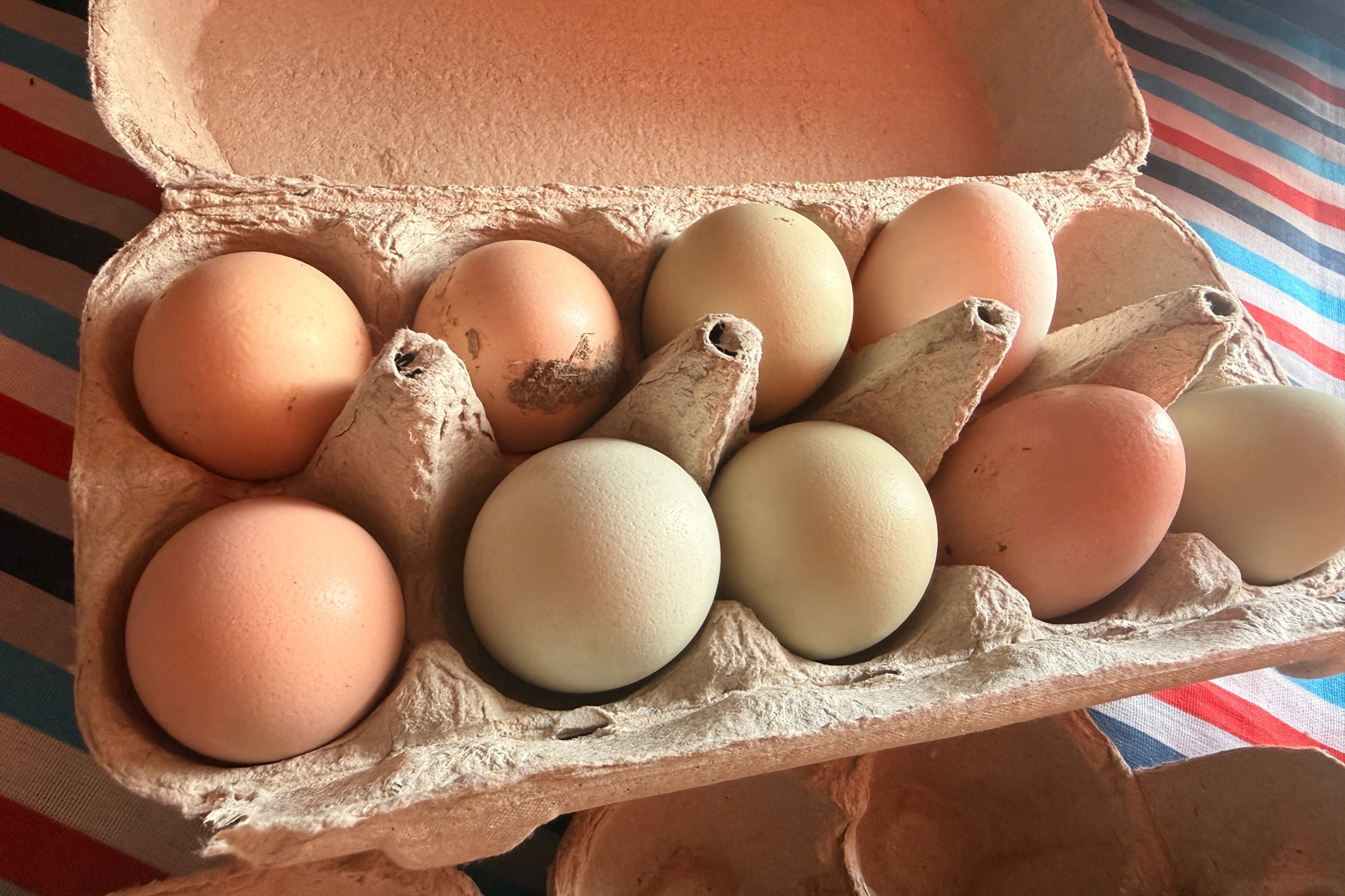 Яйца невероятных цветов несут куры жительницы Новосибирска