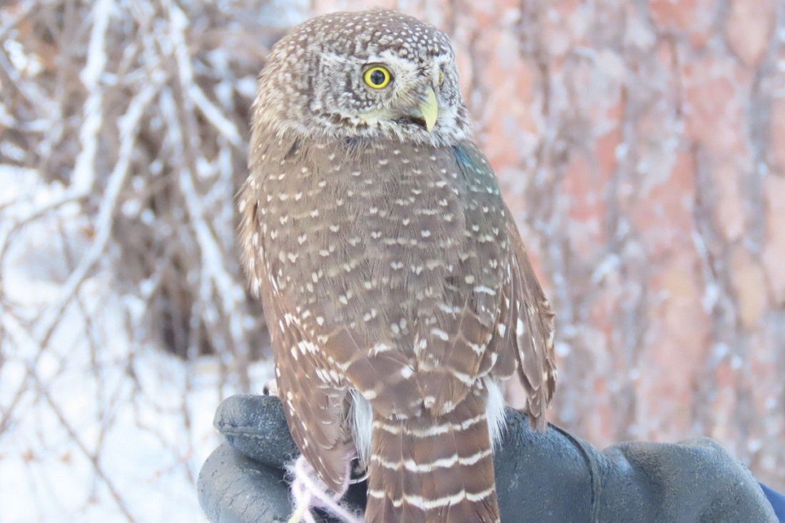 Сломавшего крыло воробьиного сычика спасла волонтёр из Академгородка