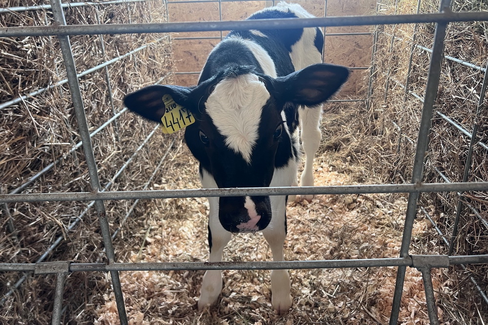 Аферисты пытаются нажиться на пастереллёзе в Новосибирской области