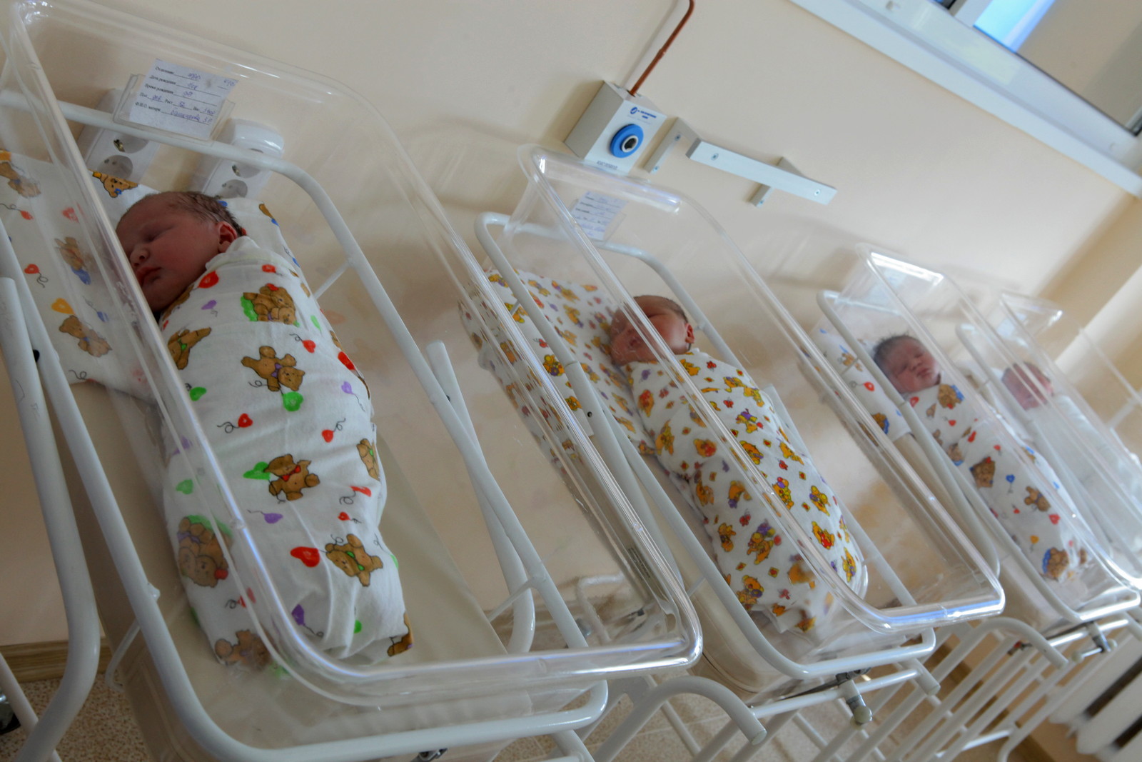 «Королевскую двойню» зарегистрировали в Новосибирской области