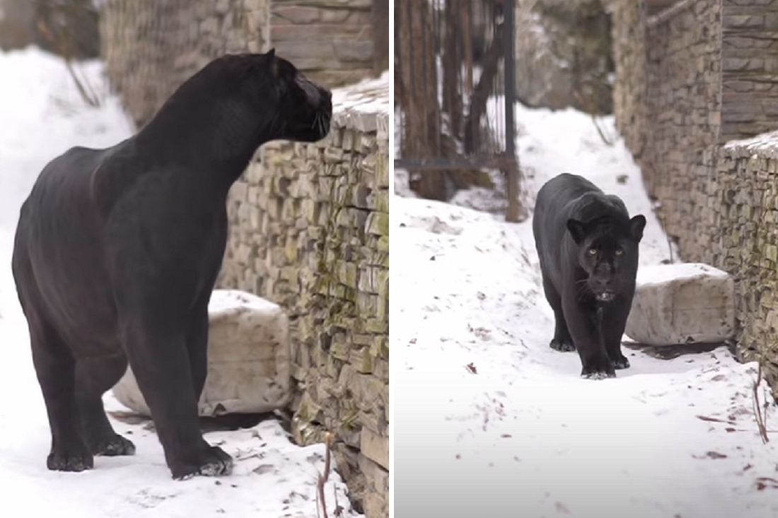 Чёрный ягуар Габриэль вышел на прогулку в Новосибирском зоопарке: видео