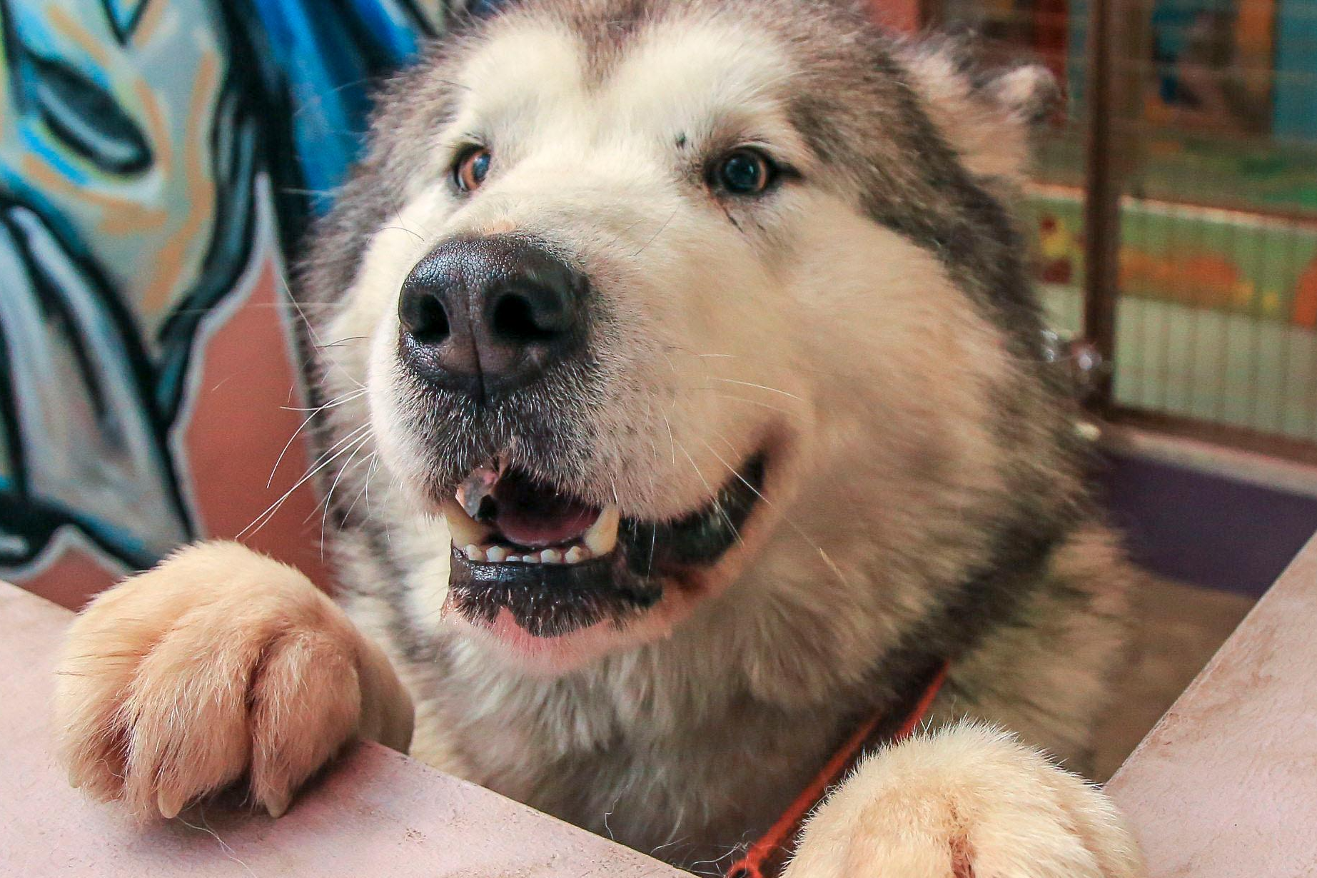Кинологи предупредили об опасности нарциссов и тюльпанов для собак