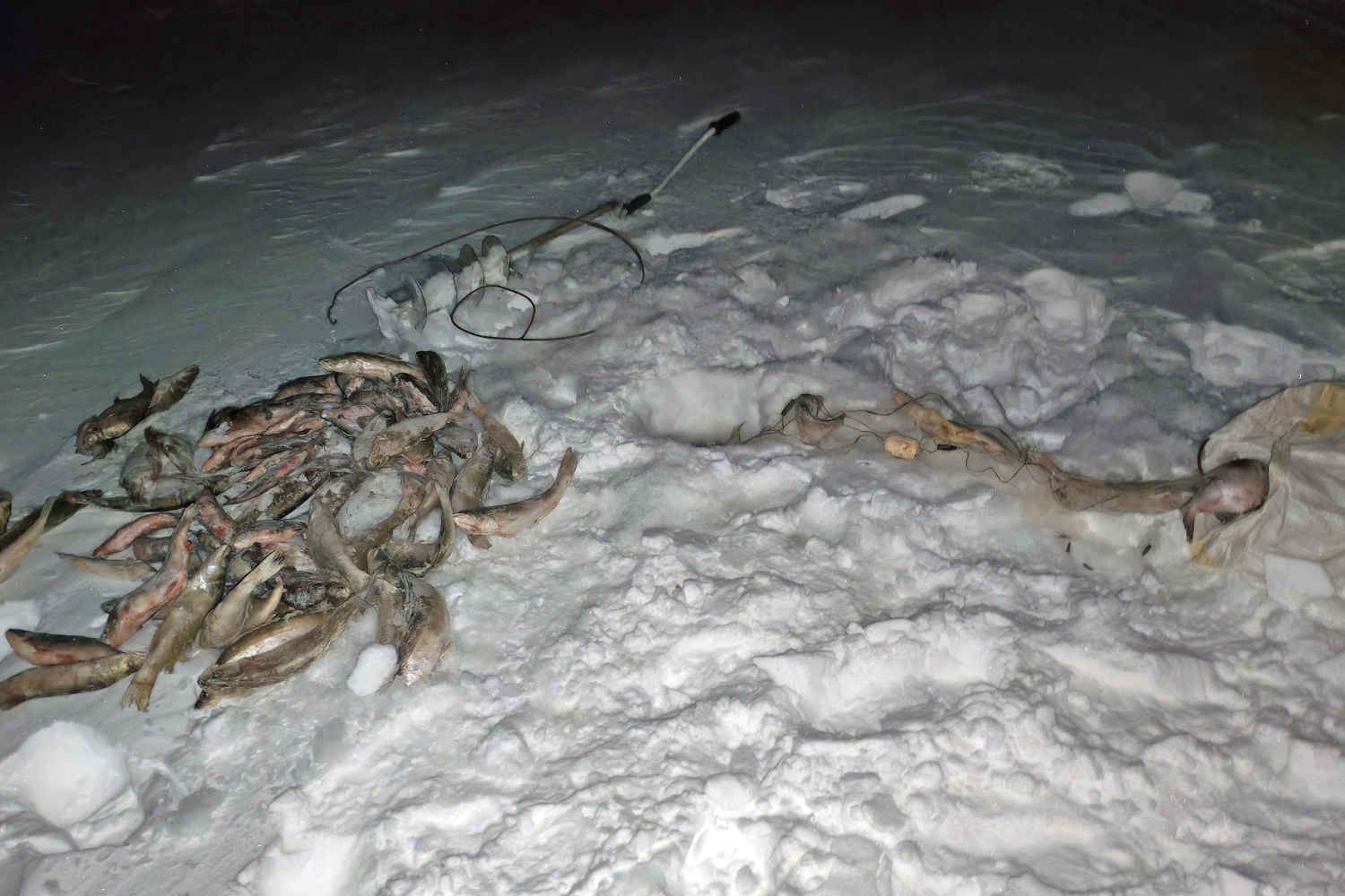 Браконьера с 77 рыбами поймали на льду Новосибирского водохранилища