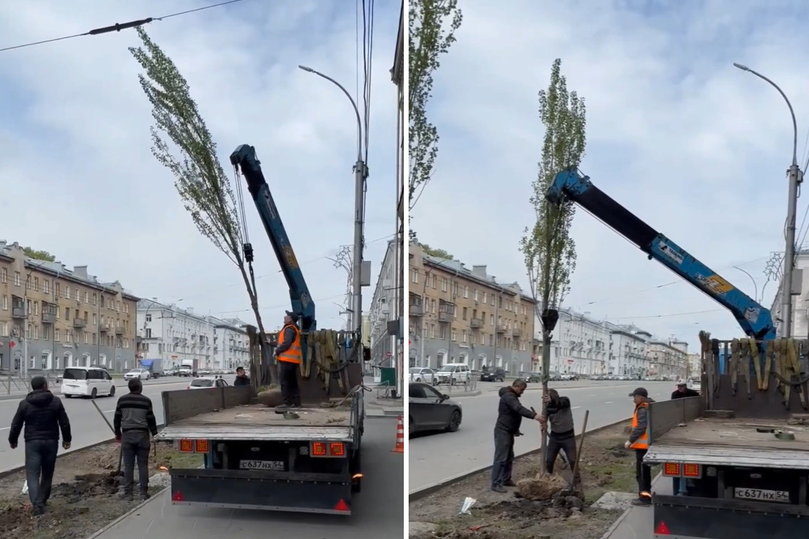 Живую изгородь из 90 тополей высаживают на проспекте Дзержинского