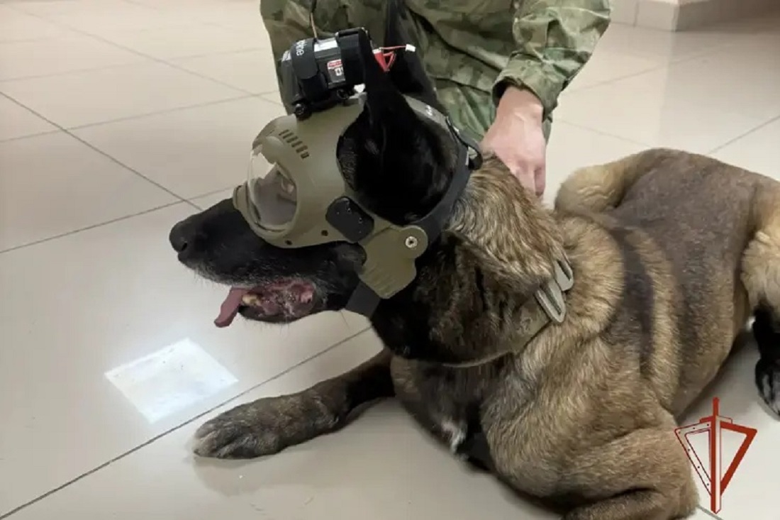 Умный шлем с камерой разработали для собак Росгвардии в Новосибирске