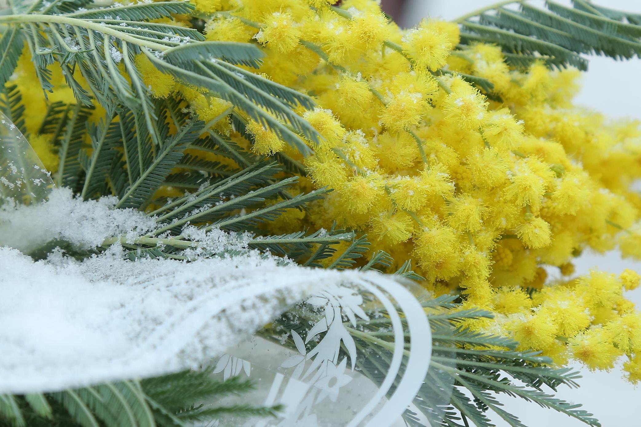 Врач рассказала, какие цветы опасно дарить на 8 Марта