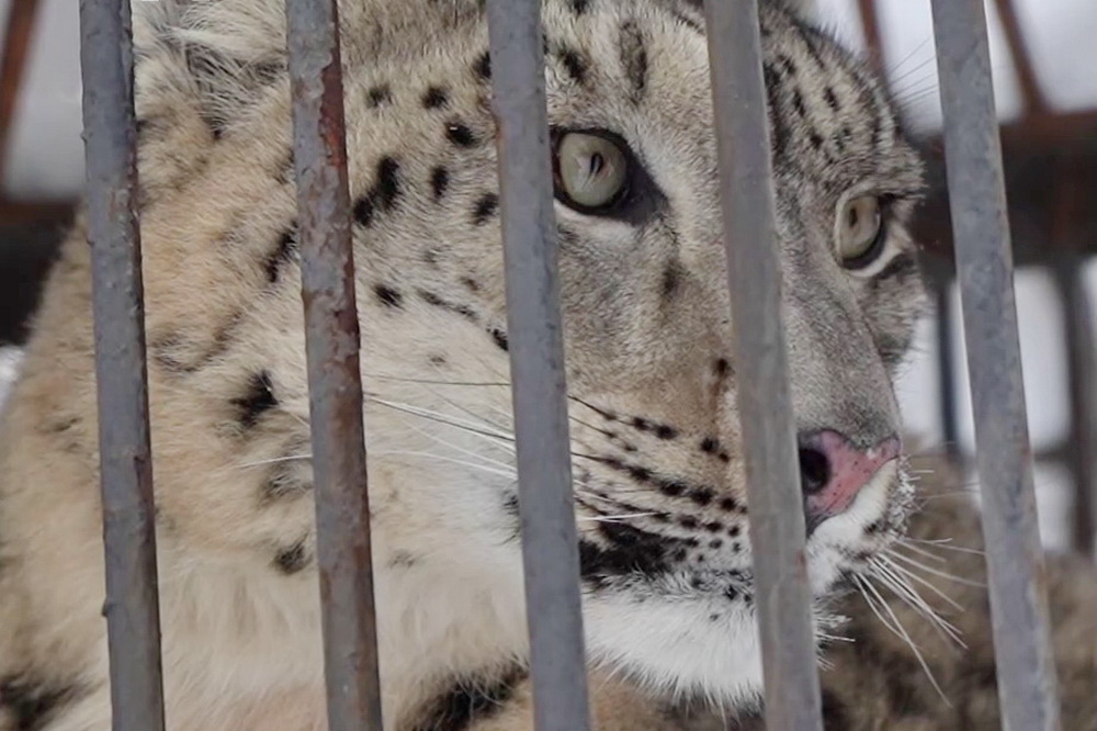 Сытые и пушистые: кошки Новосибирского зоопарка не боятся морозов