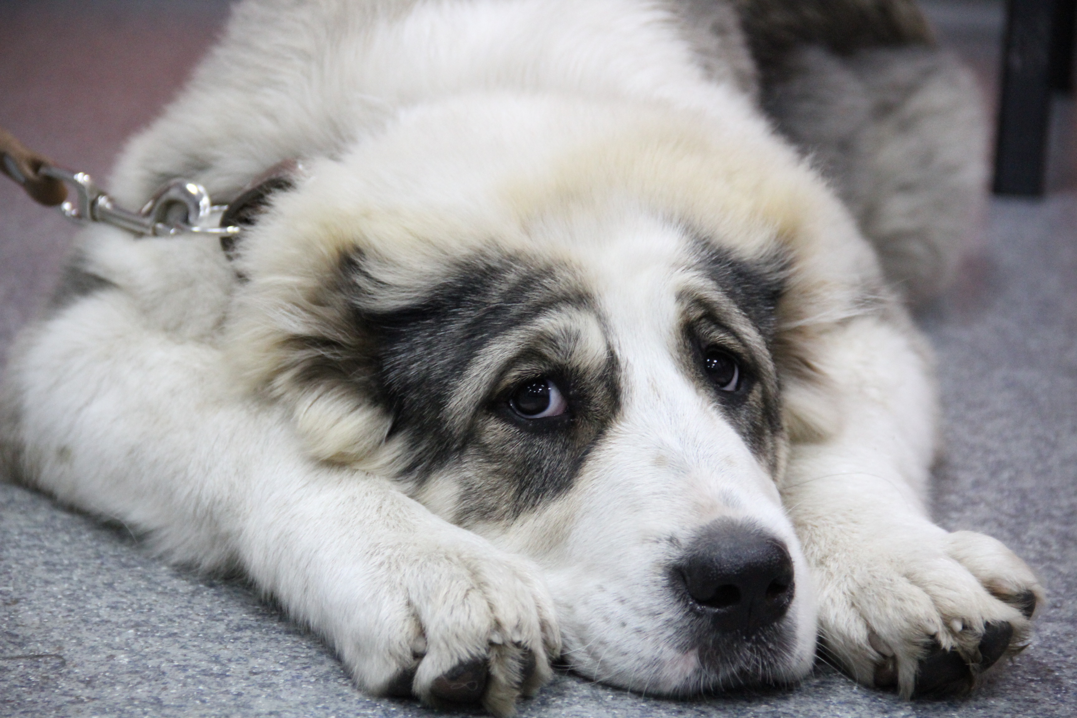 «Ешьте сами»: какие продукты со стола нельзя собакам — рассказала ветеринар