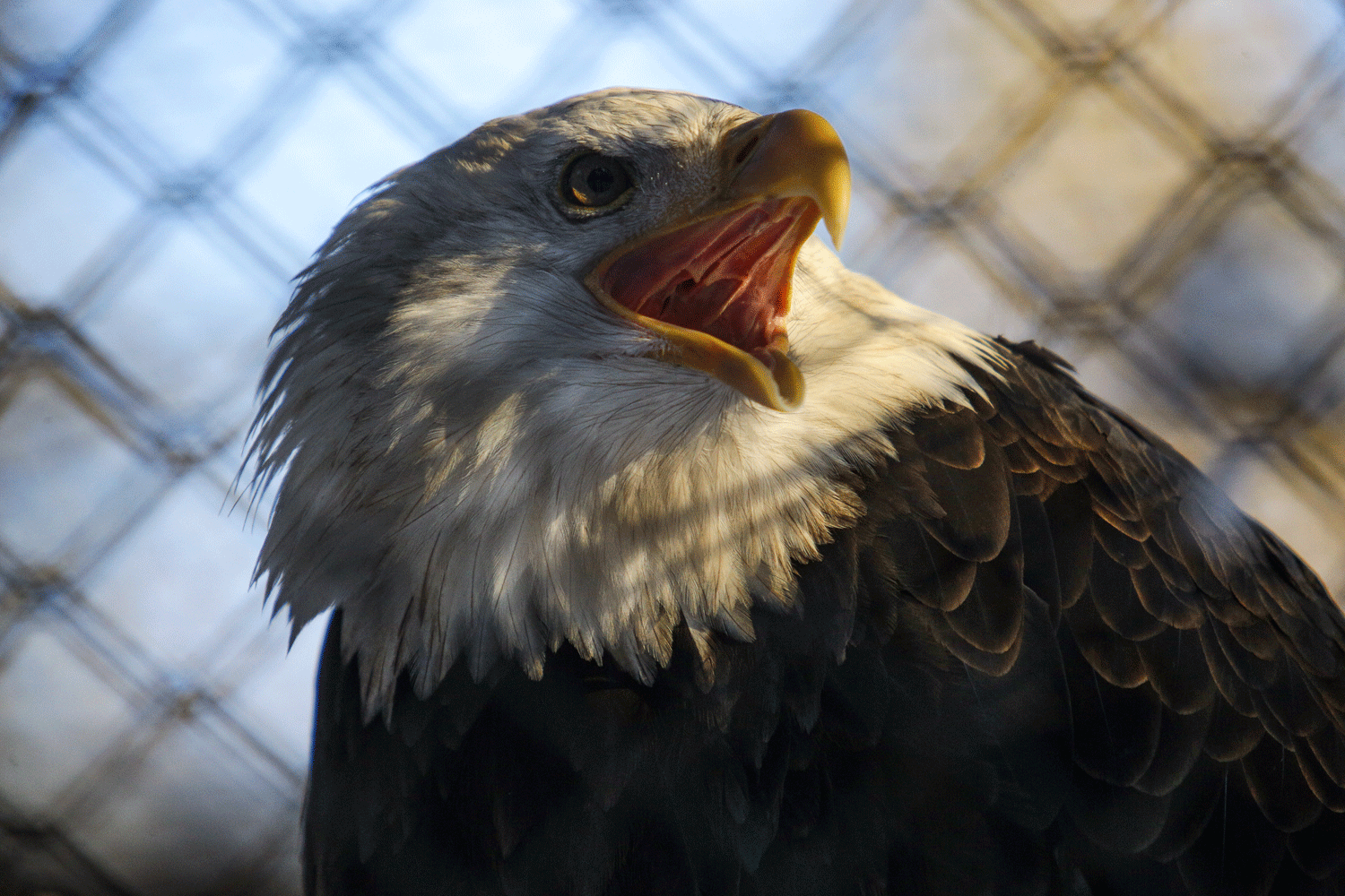 До самой темноты: Новосибирский зоопарк продлил часы работы