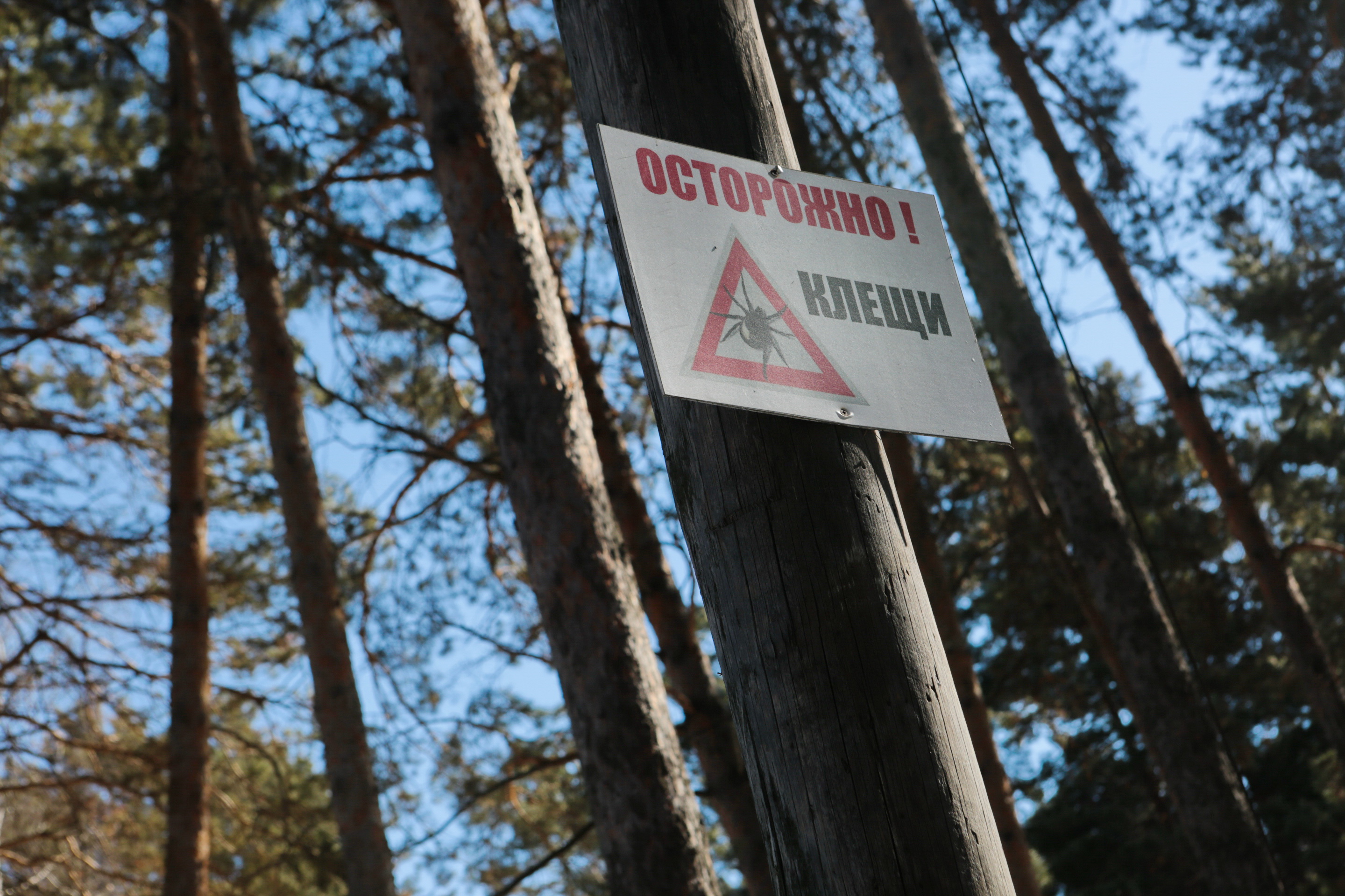 Что делать, когда присосался клещ