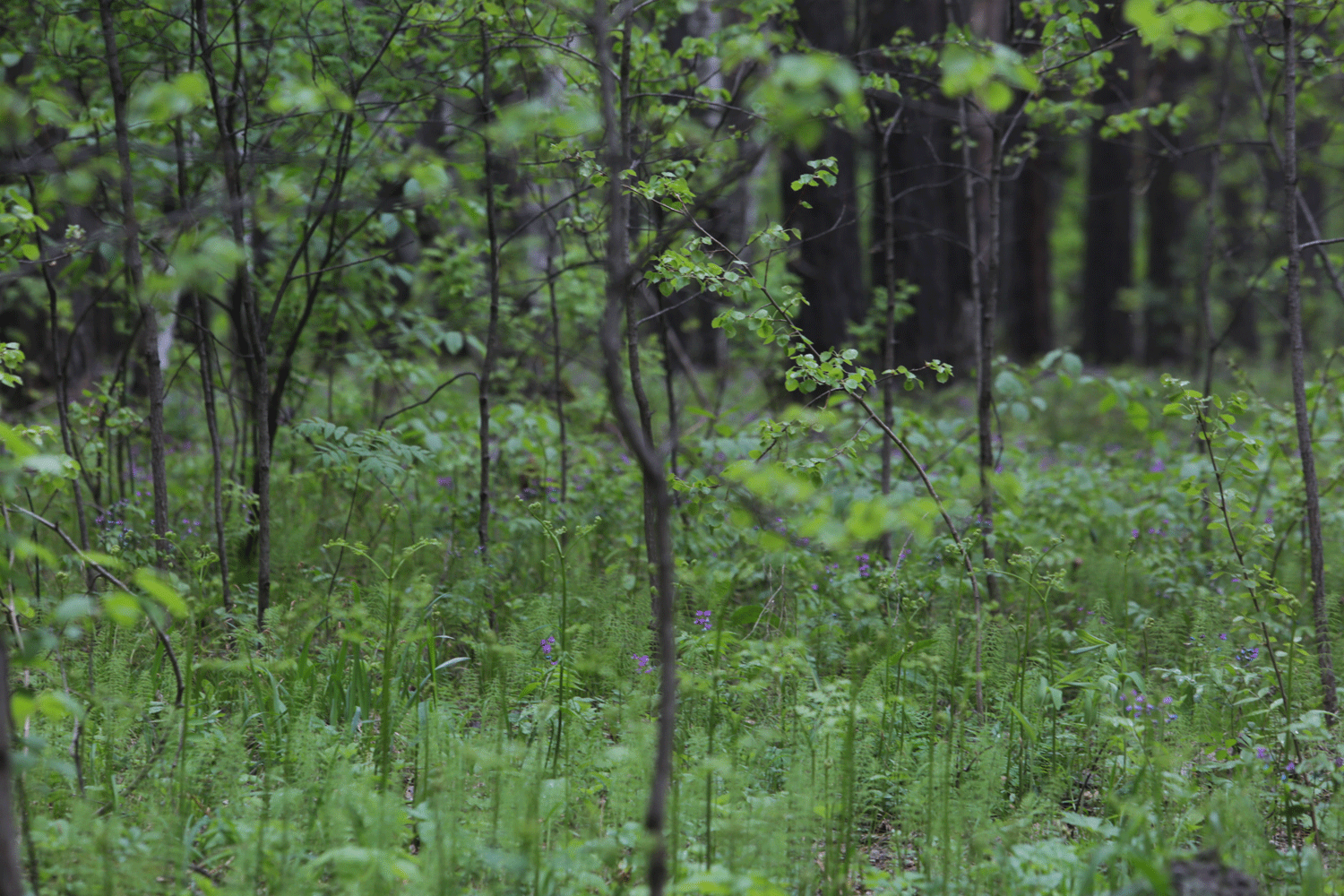 Добычу 276 серых сурков разрешили в Новосибирской области
