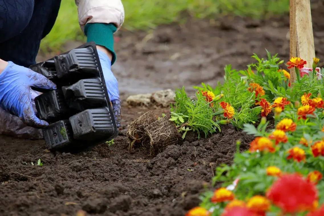 Пять тысяч бархатцев и гераней украсят Новосибирск ко Дню Победы