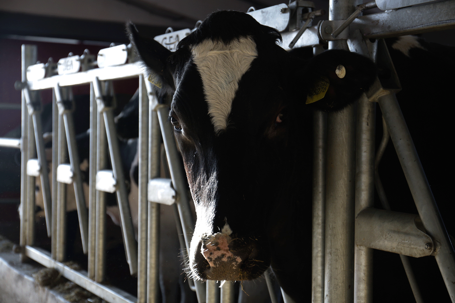 Жителям Новосибирской области компенсируют убытки за изъятие скота