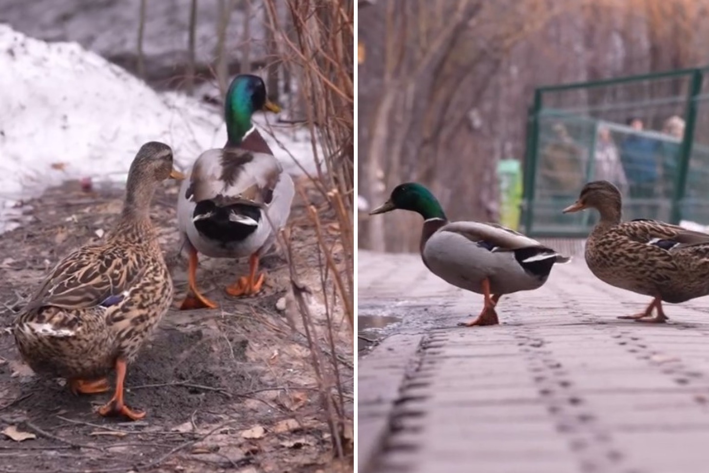 Дикие утки начали возвращаться в Новосибирск с приходом тепла: видео