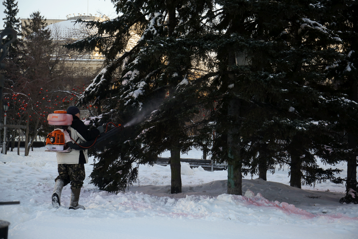 Почти 3000 елей обработали розовым раствором в Новосибирске