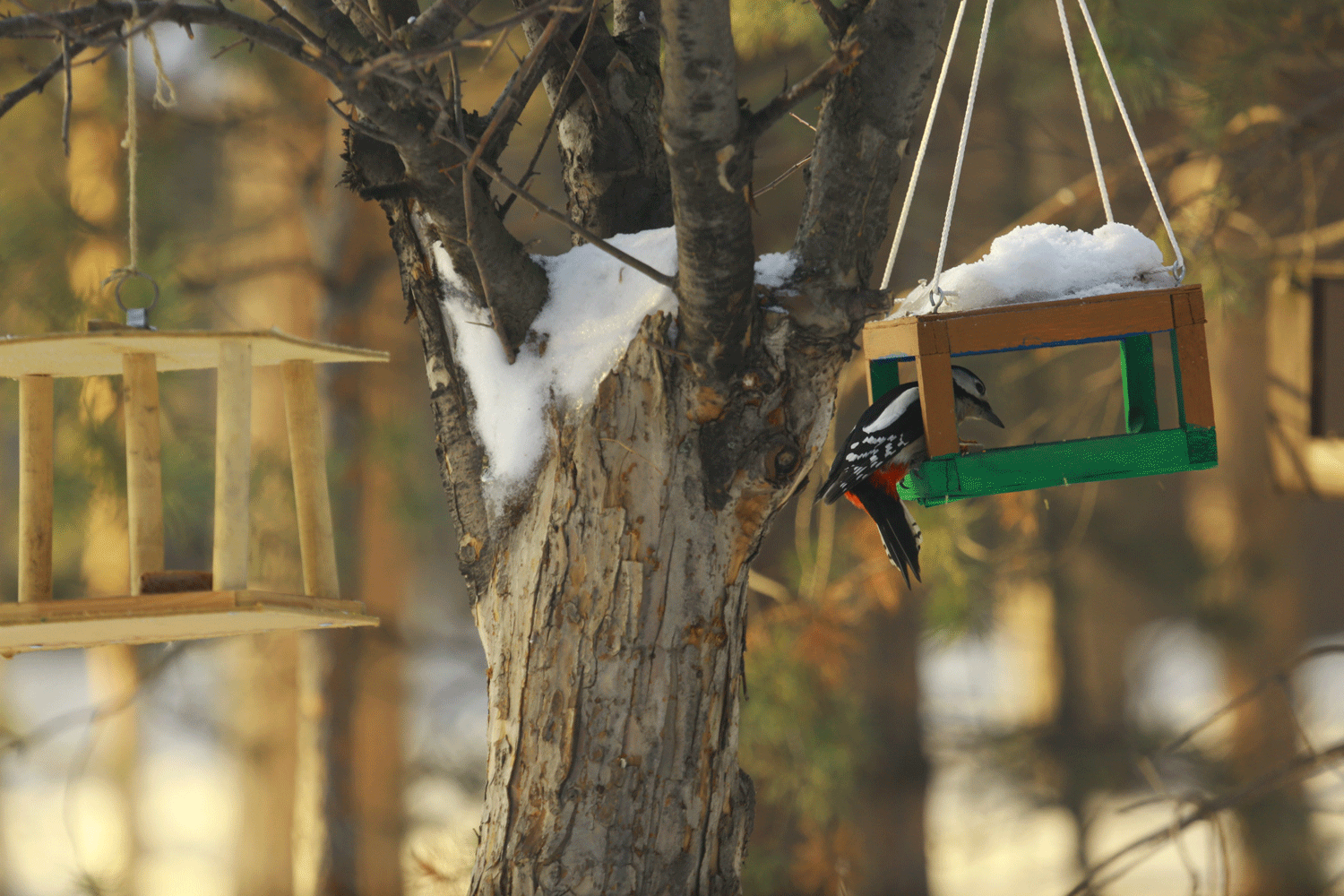 Заельцовский бор Новосибирска защитили от снегоходов и питбайков