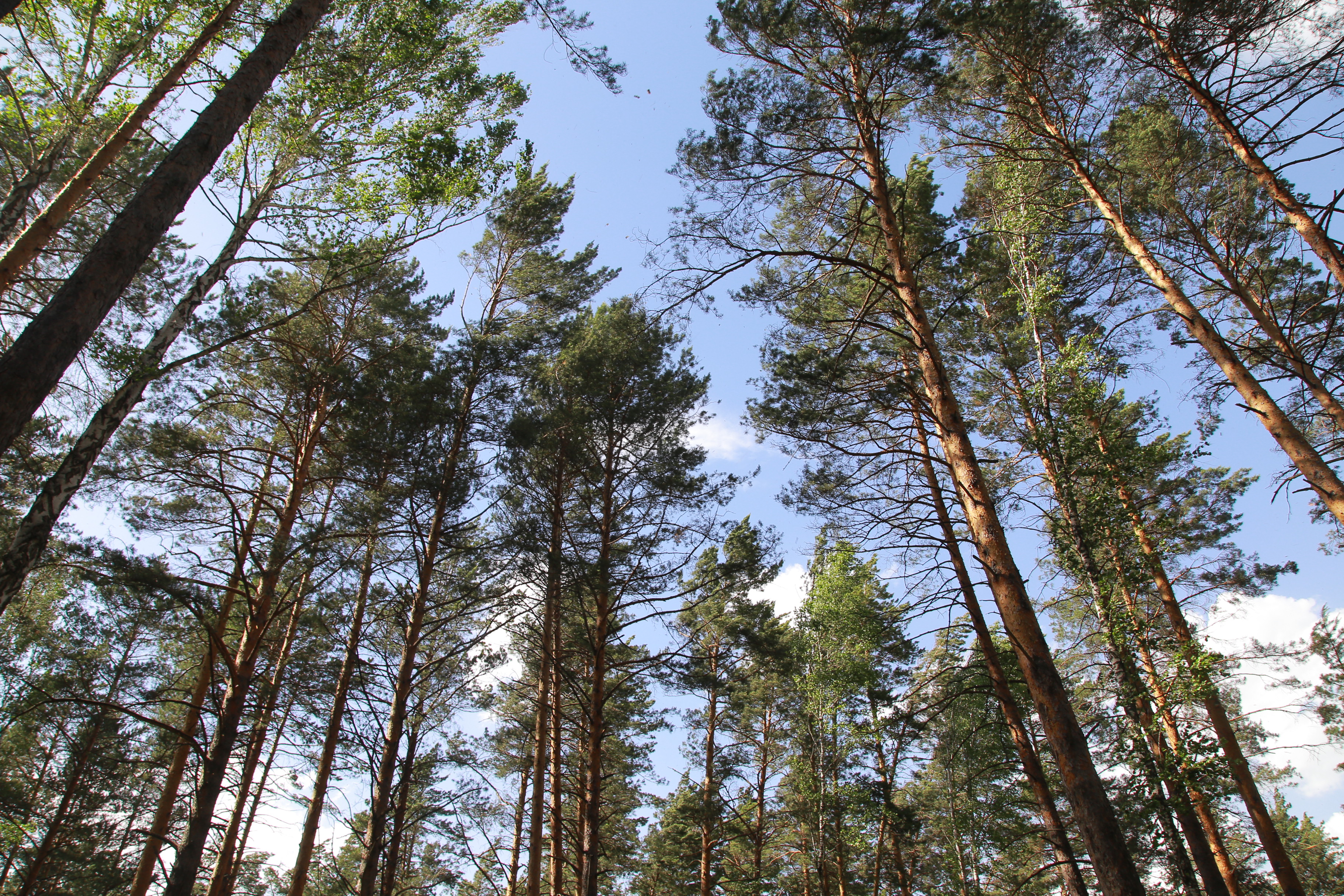 Грибной бум прогнозируют Новосибирской области в апреле