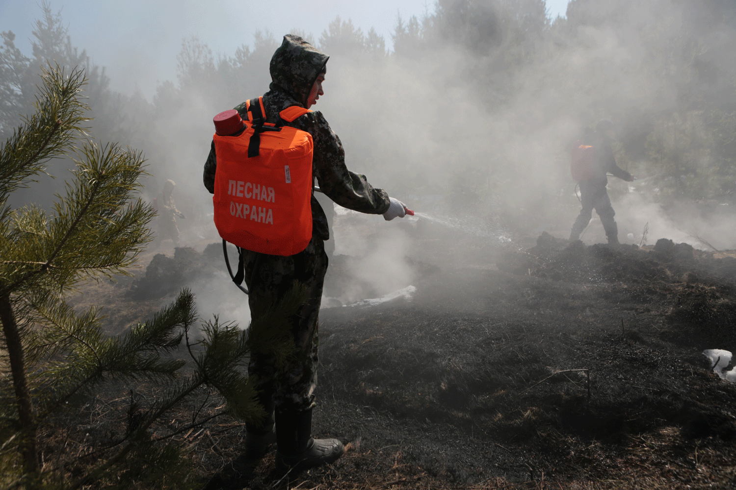 Четыре лесных пожара зафиксировали в Новосибирской области