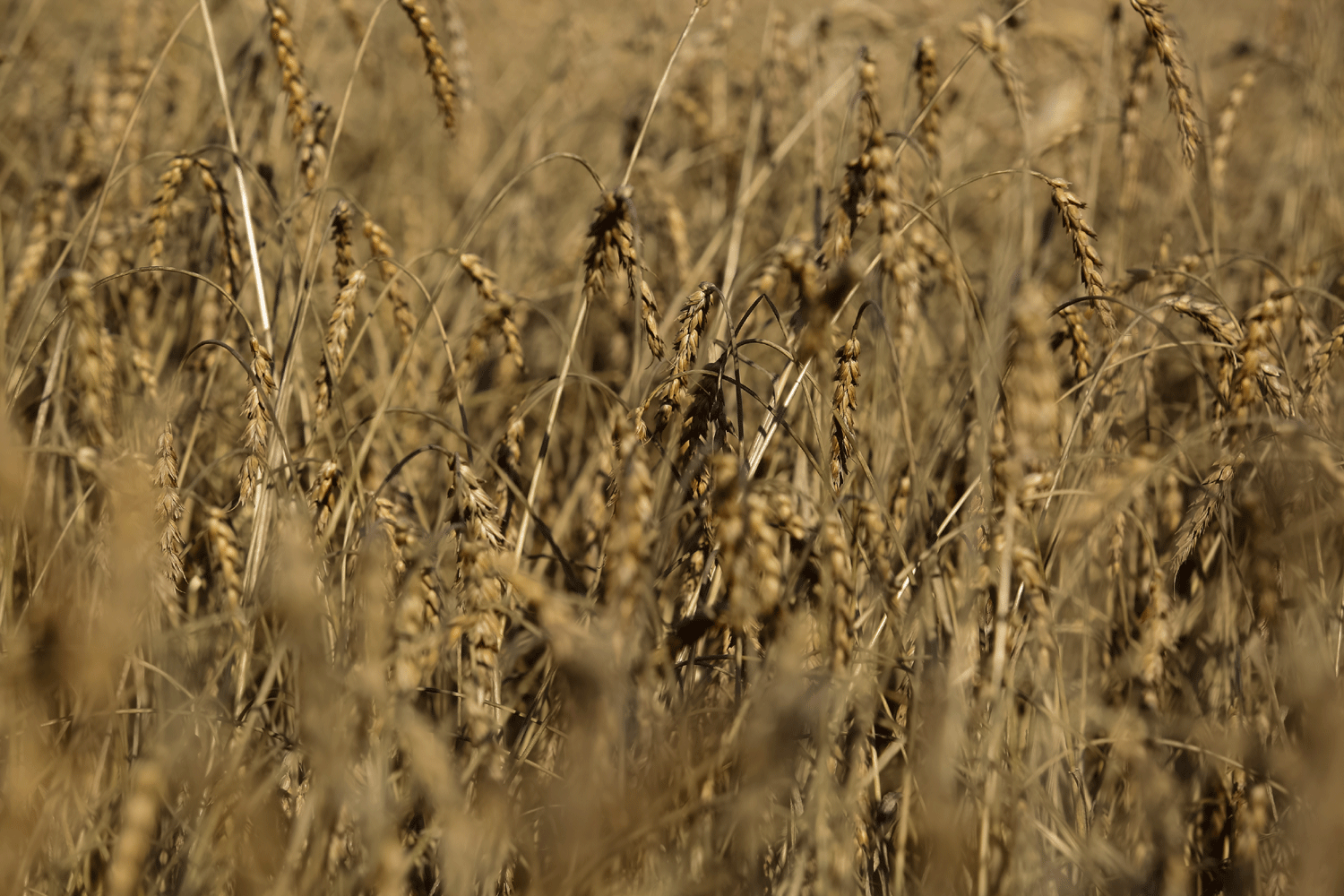 Новосибирская область на праздниках отправила 2 тысячи тонн ячменя в Китай