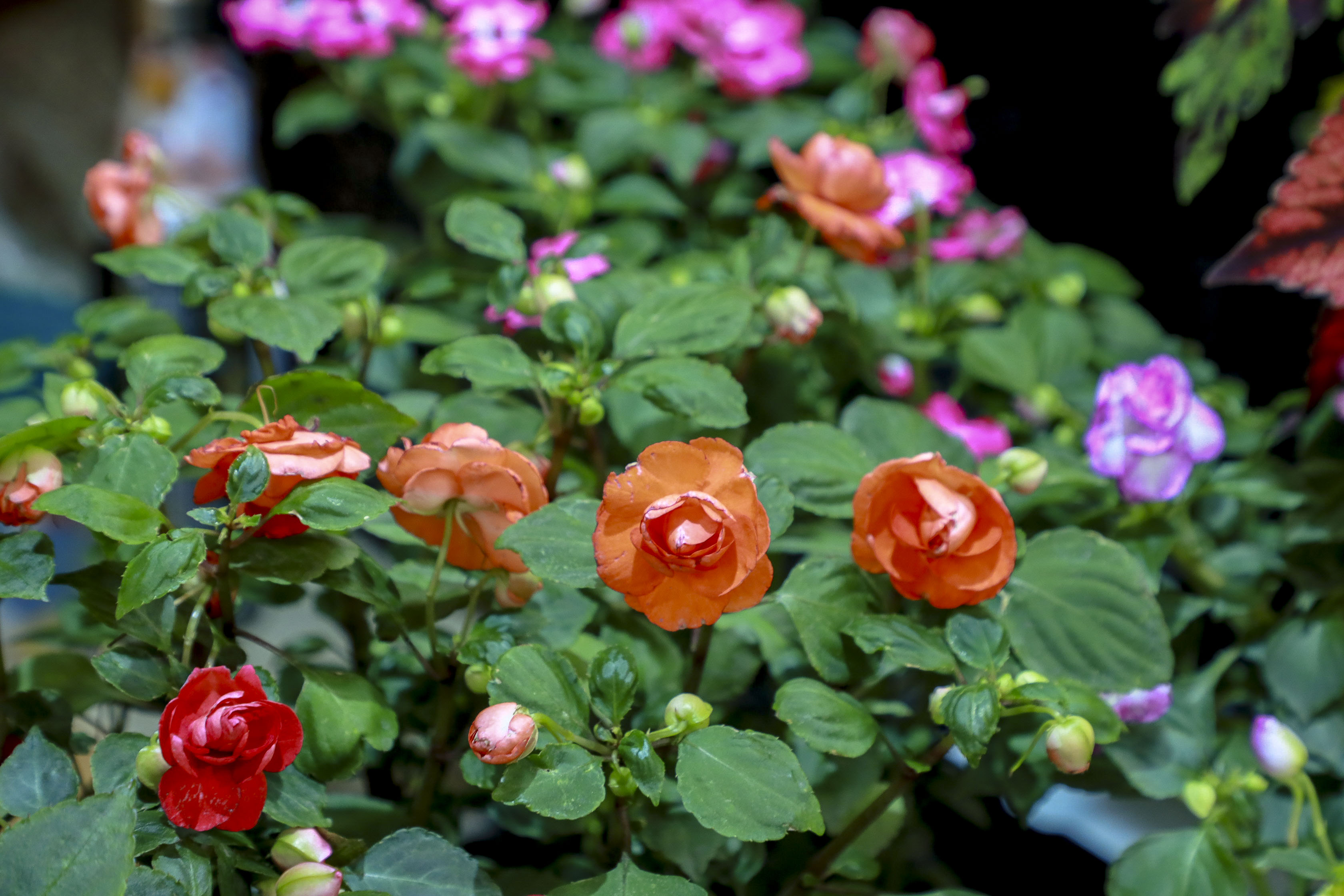 Новосибирских цветоводов зовут обмениваться растениями