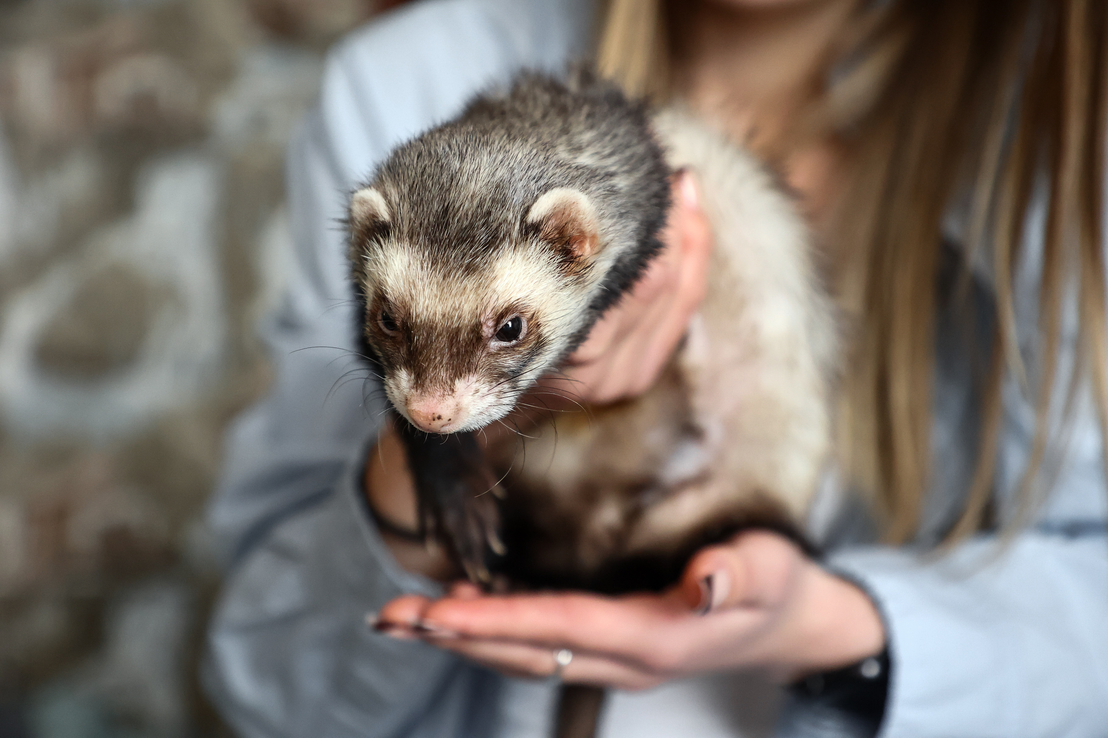 Сибирячка приютила хорьков и мангуста: они считают её главой стаи